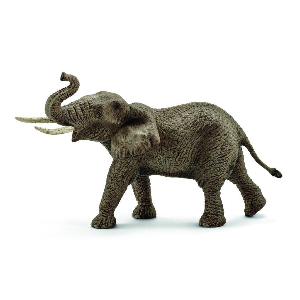 African Elephant, Male