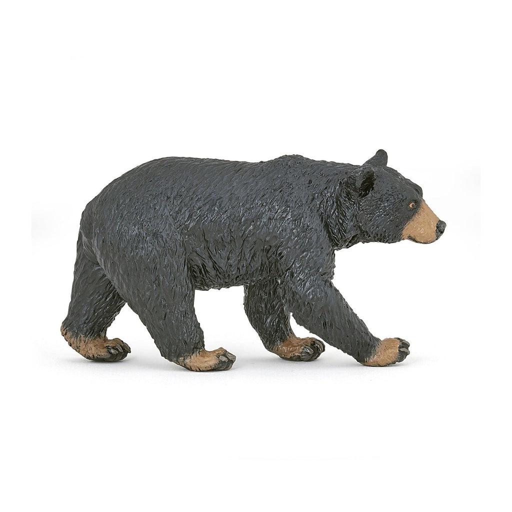 American Black Bear