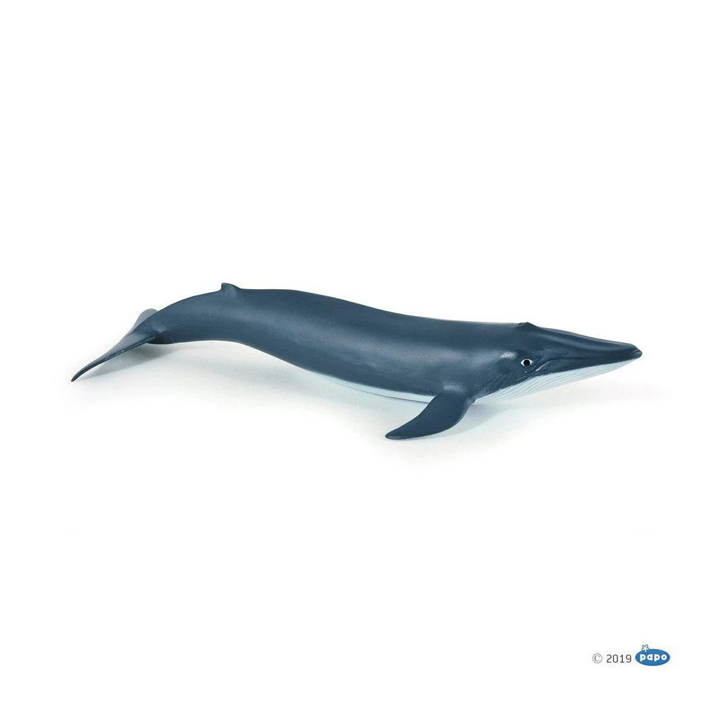 Blue Whale Calf
