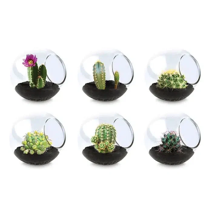 Cactus Tiny Terrarium Asst. 810003402455 810003402417 810003402448 810003402424 810003402400 810003402431
