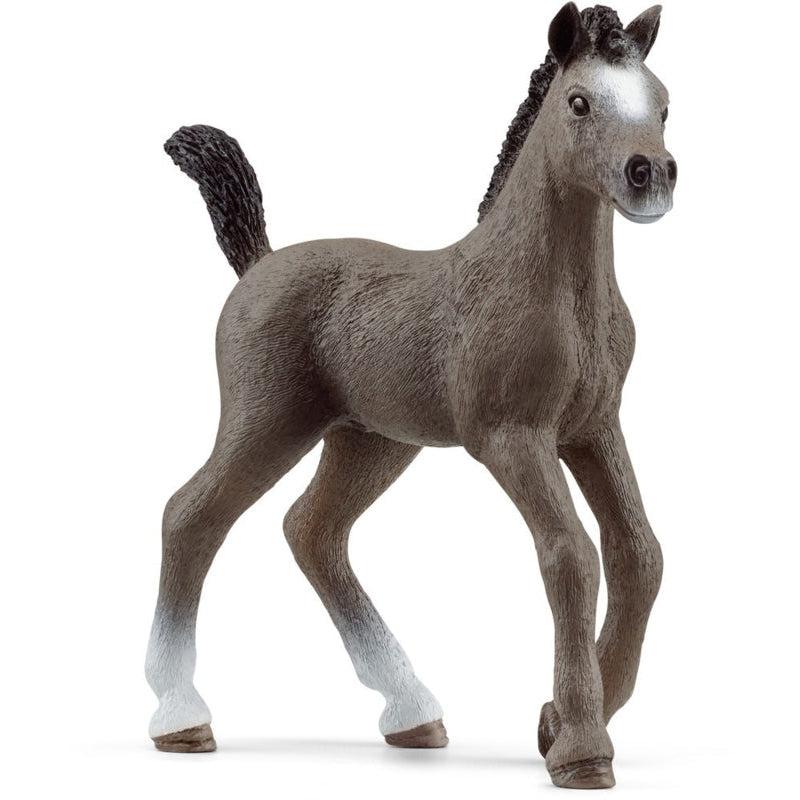 Selle Français Foal