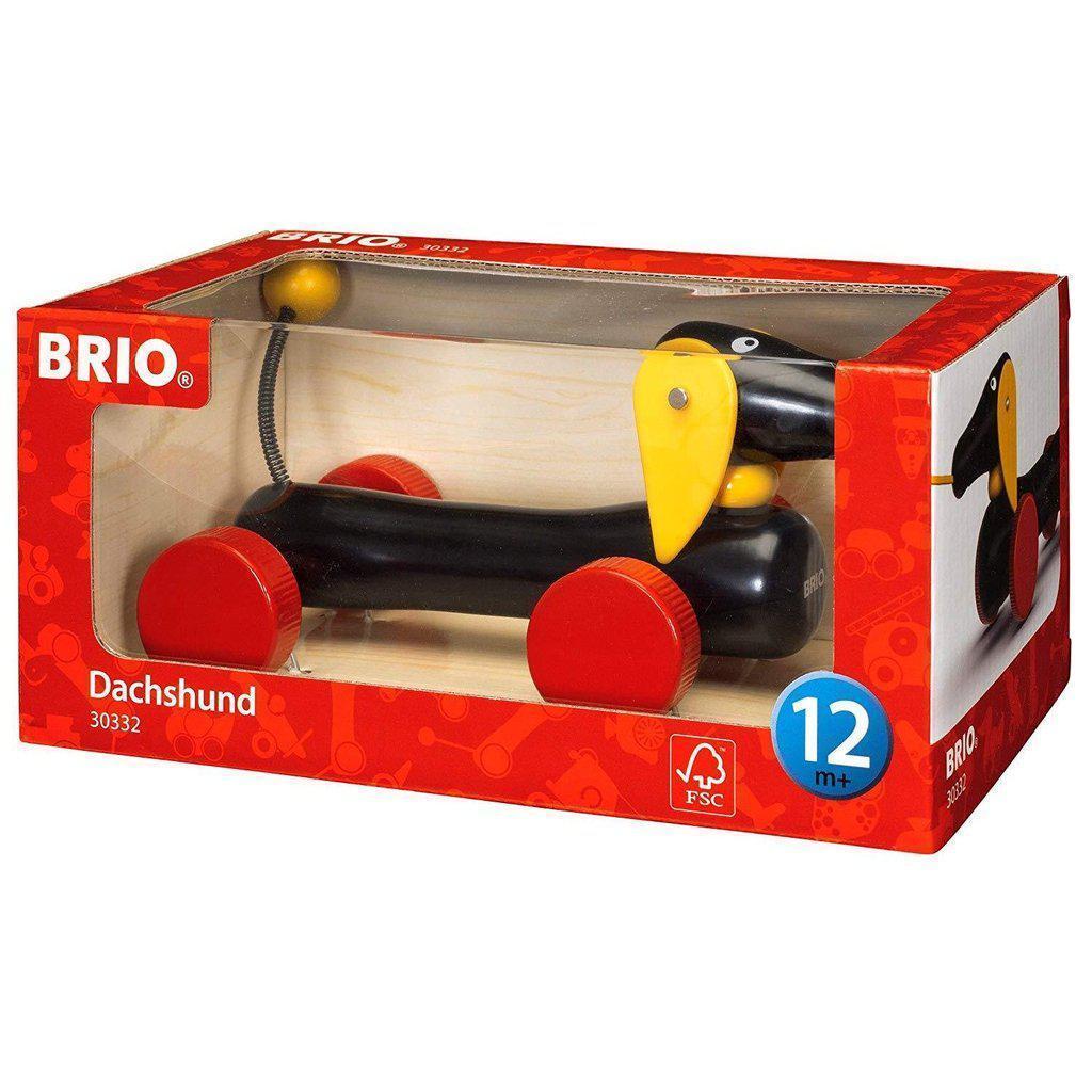 Dachshund