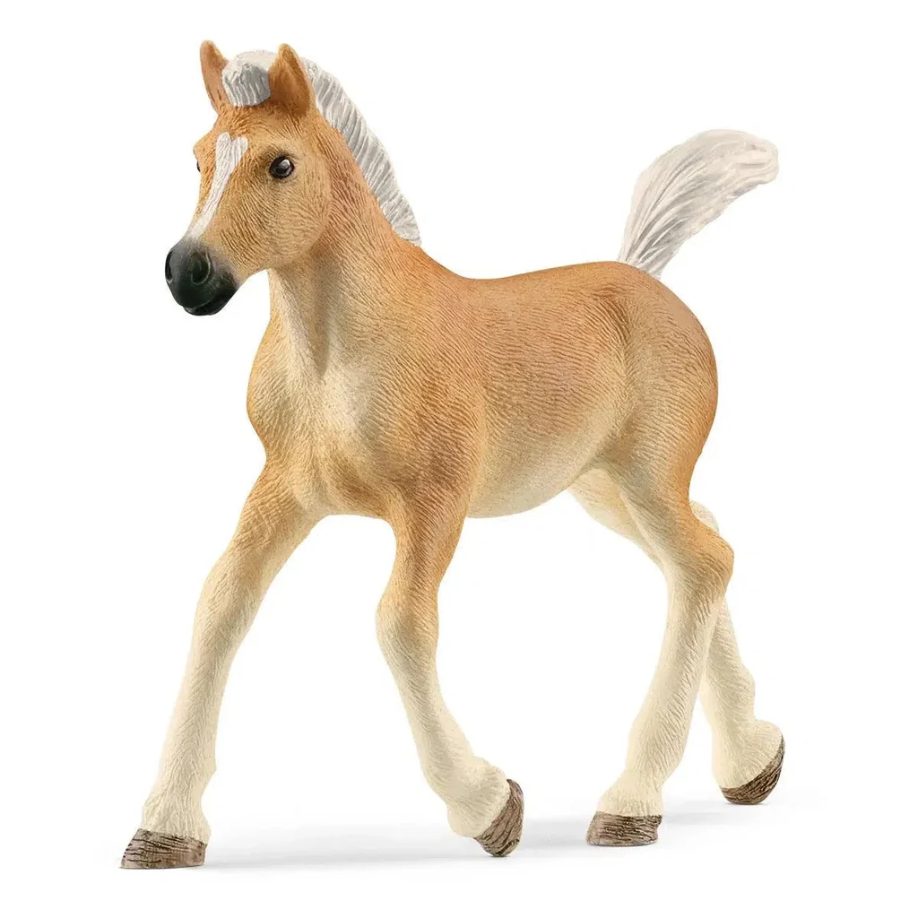 Halflinger Foal