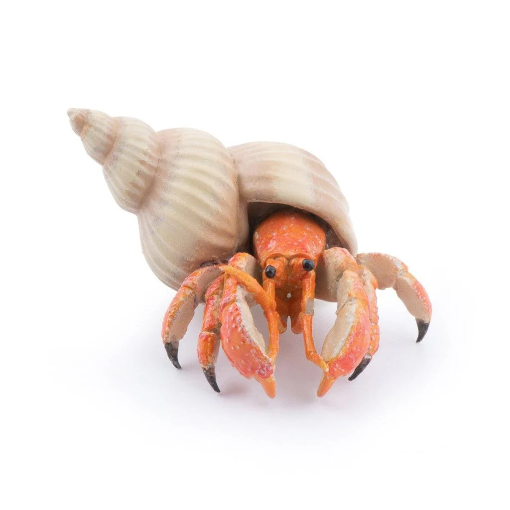 Hermit Crab
