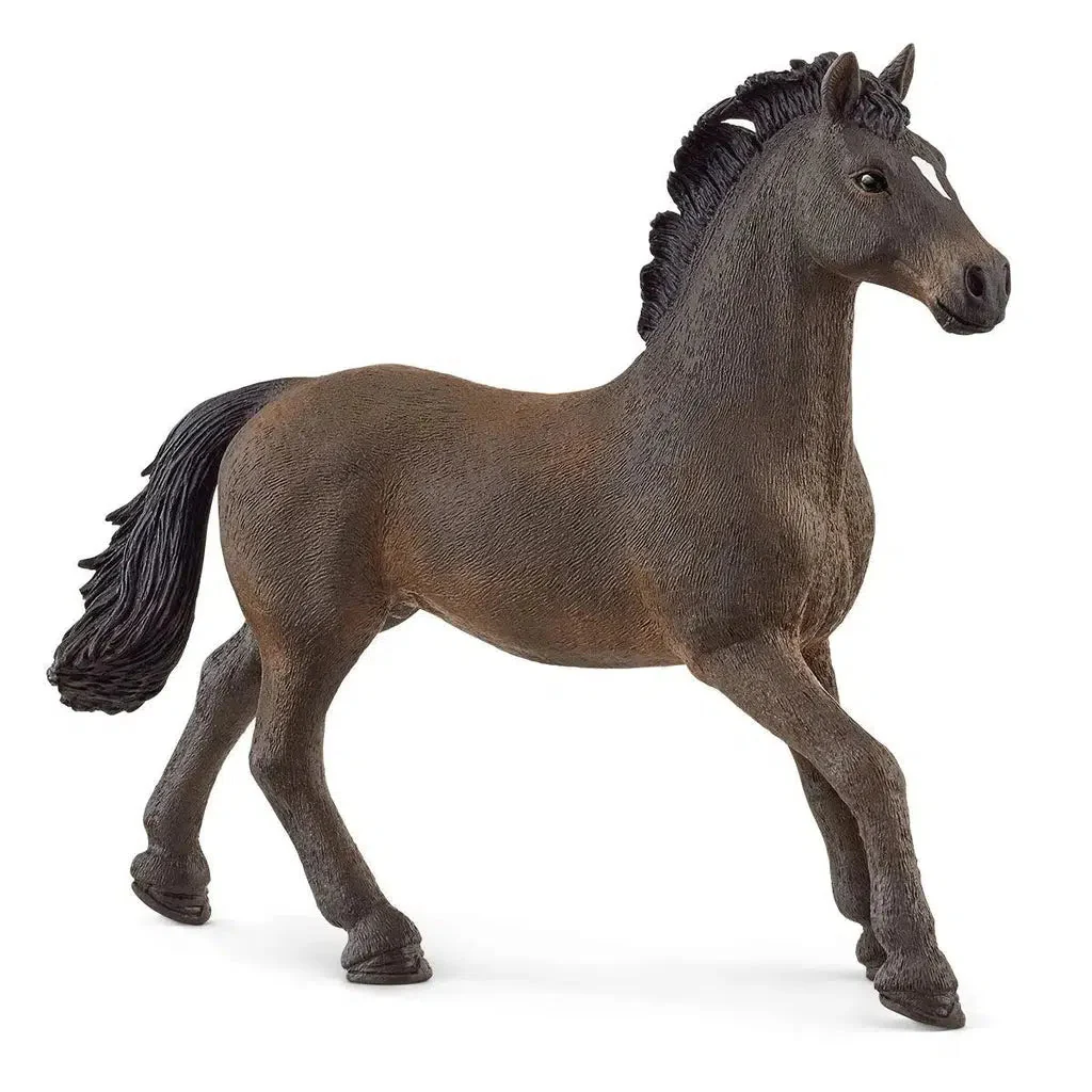 Oldenburg Stallion