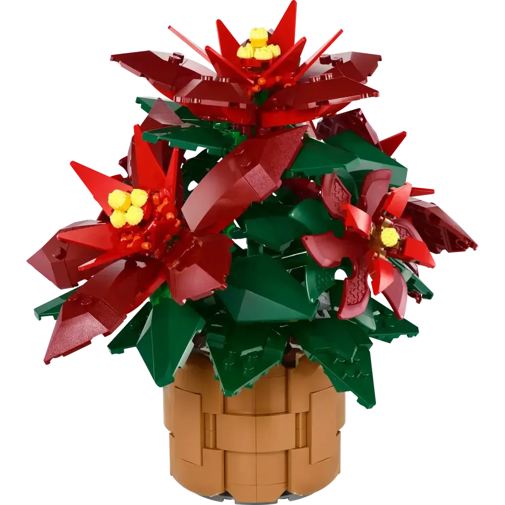 Poinsettia