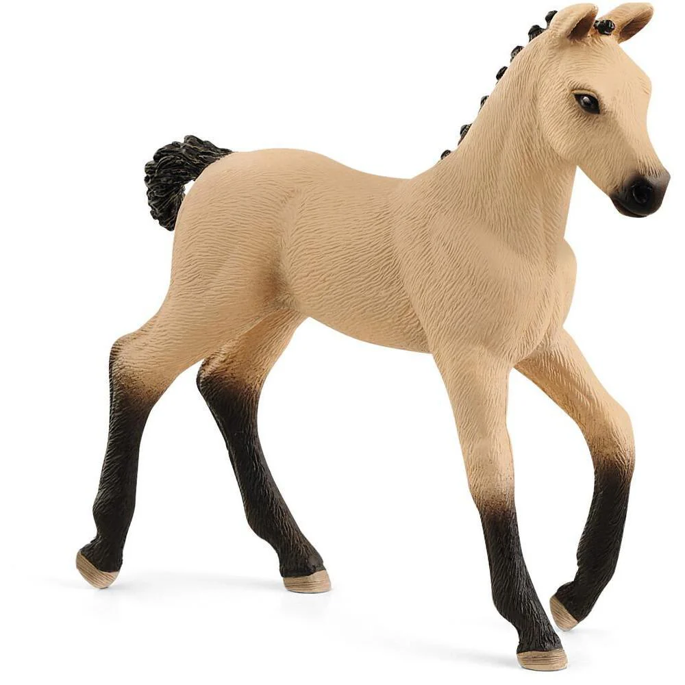 Hannoverian Foal