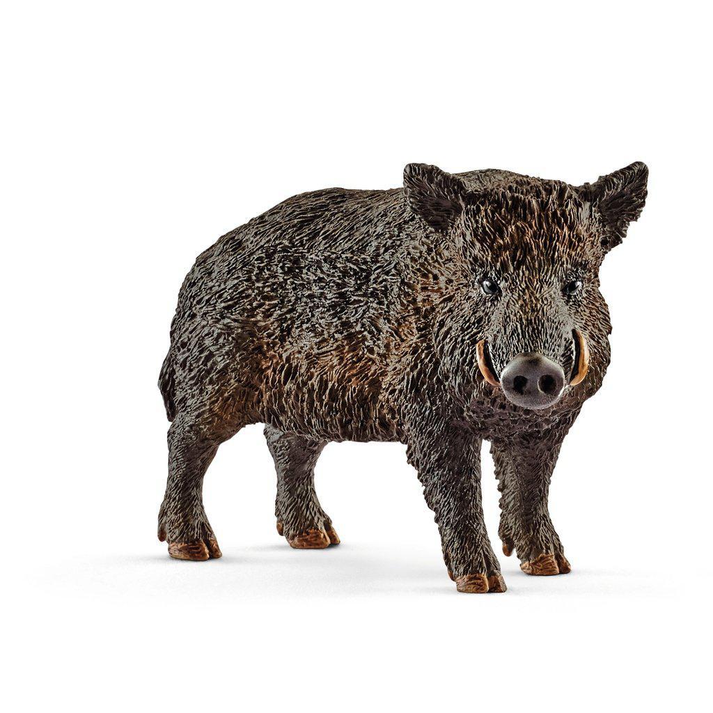 Wild Boar
