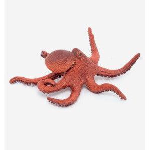 Young Octopus